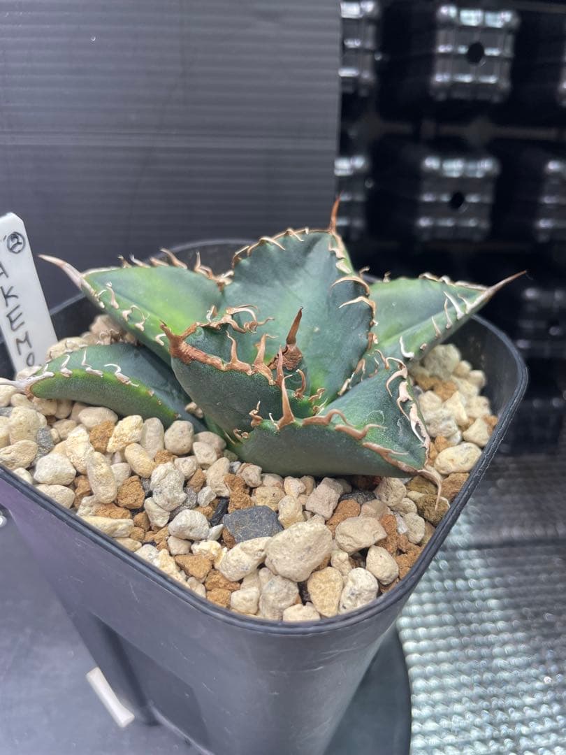 アガベ チタノタ BAKEMONO 悪魔くん バケモノ 子株②