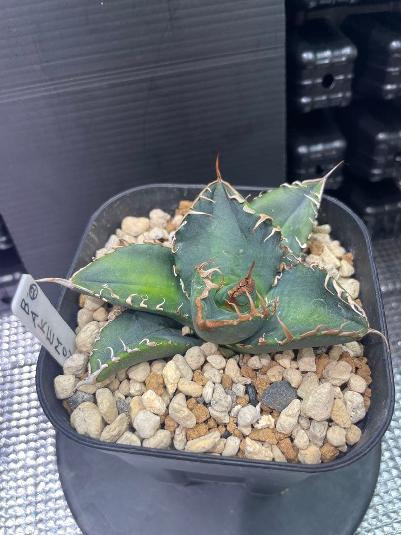 アガベ チタノタ BAKEMONO 悪魔くん バケモノ 子株②