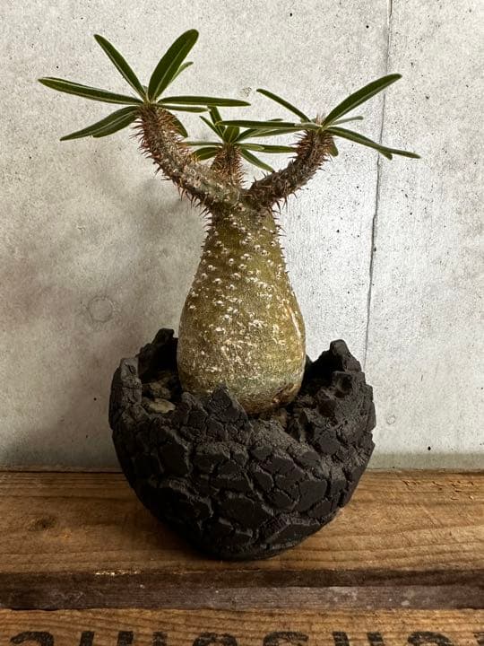 konect fang×グラキリス