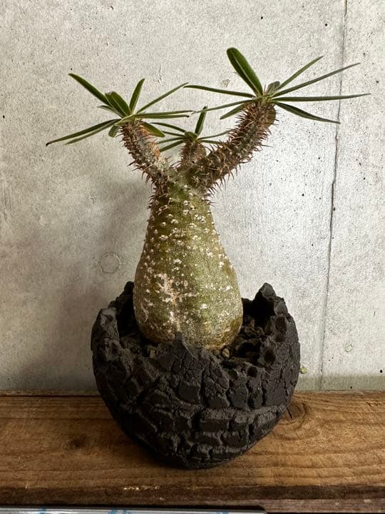 konect fang×グラキリス