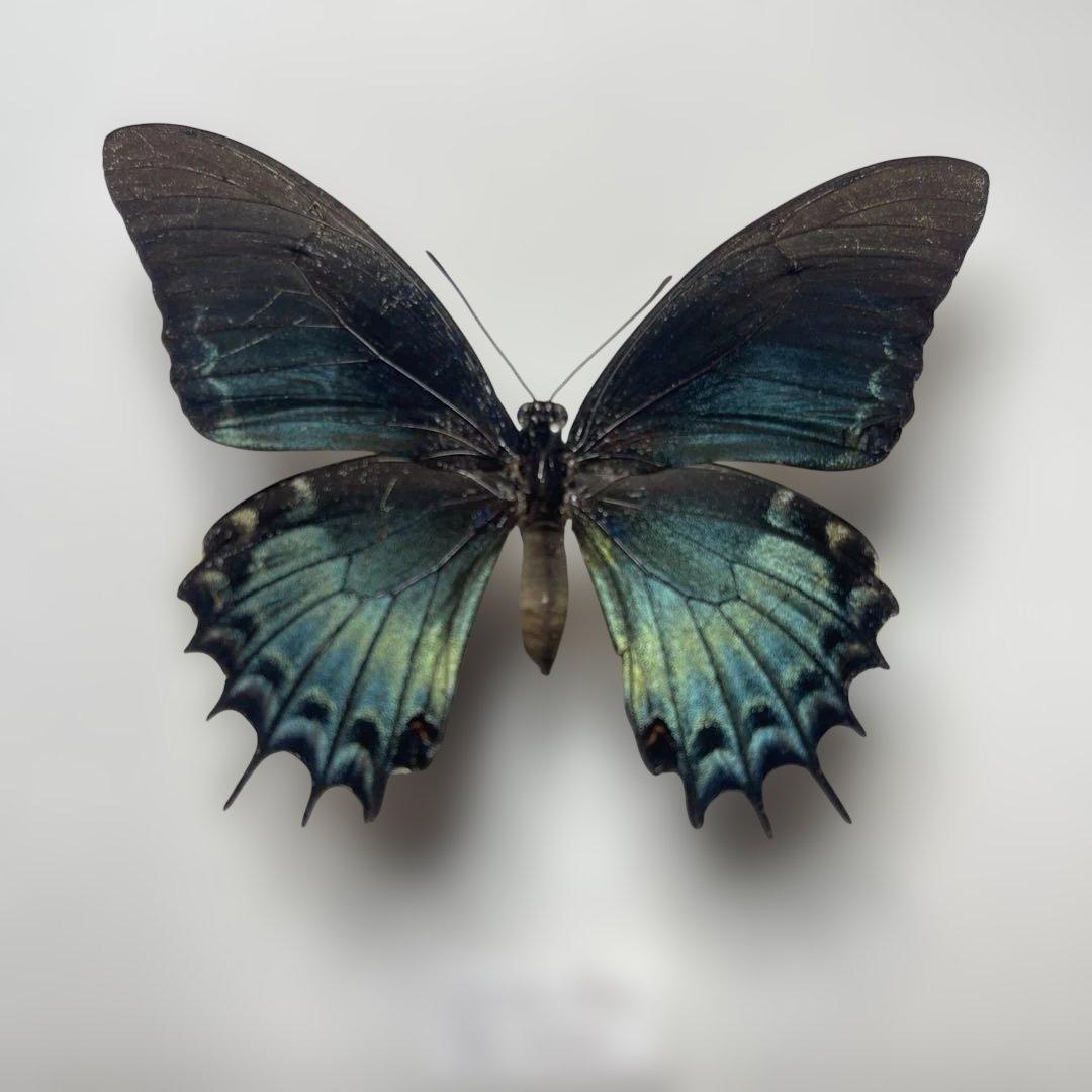 アンドロゲウスアゲハ　珍品