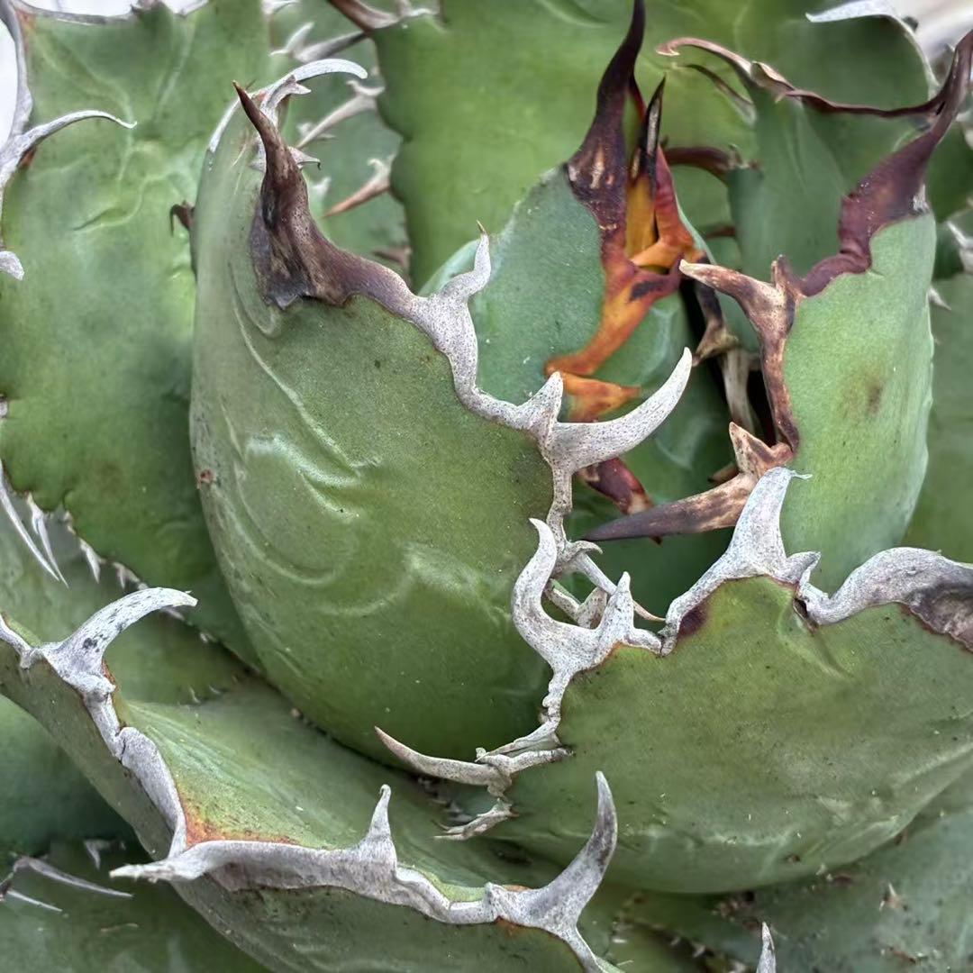 明*細様 アガベ チタノタ 超大株白鯨 親株出品 コレクション株 超甲蓋 特選品