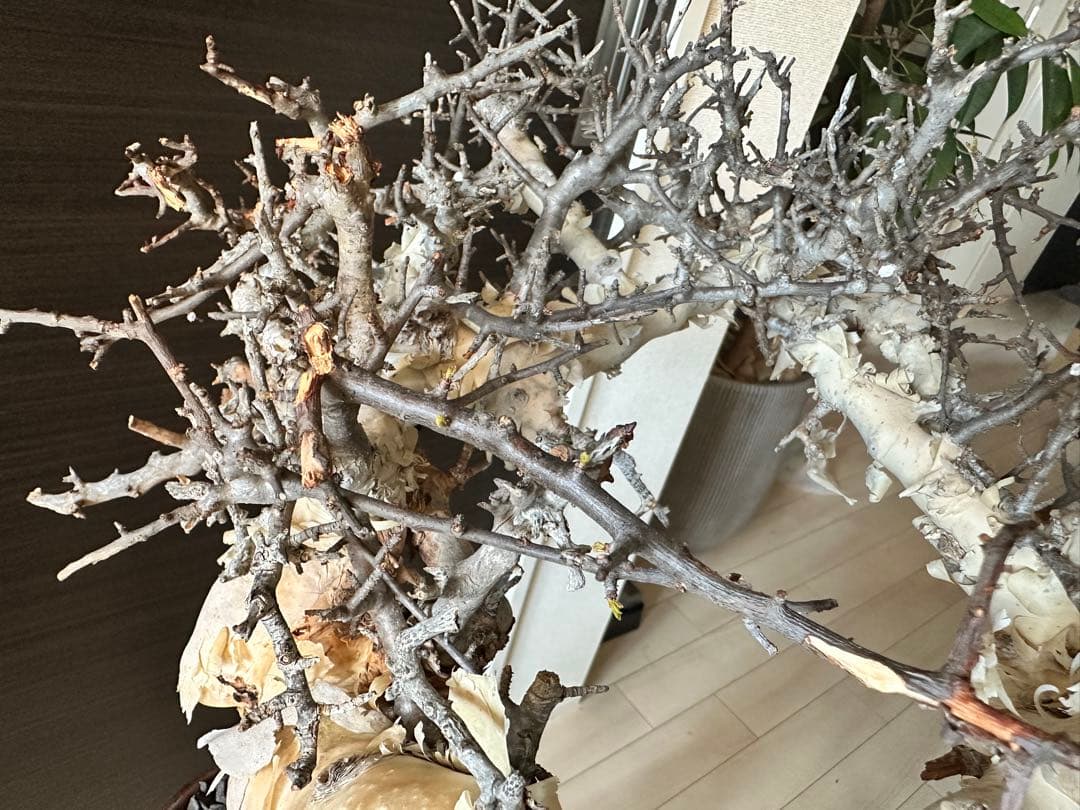 も*ま様 コミフォラ ピュア カタフ 超特大株