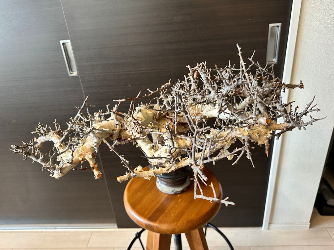 も*ま様 コミフォラ ピュア カタフ 超特大株