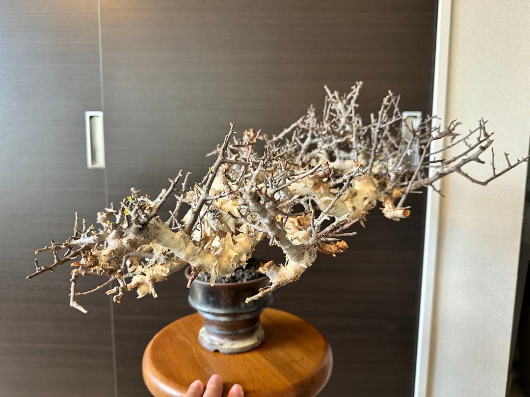 も*ま様 コミフォラ ピュア カタフ 超特大株