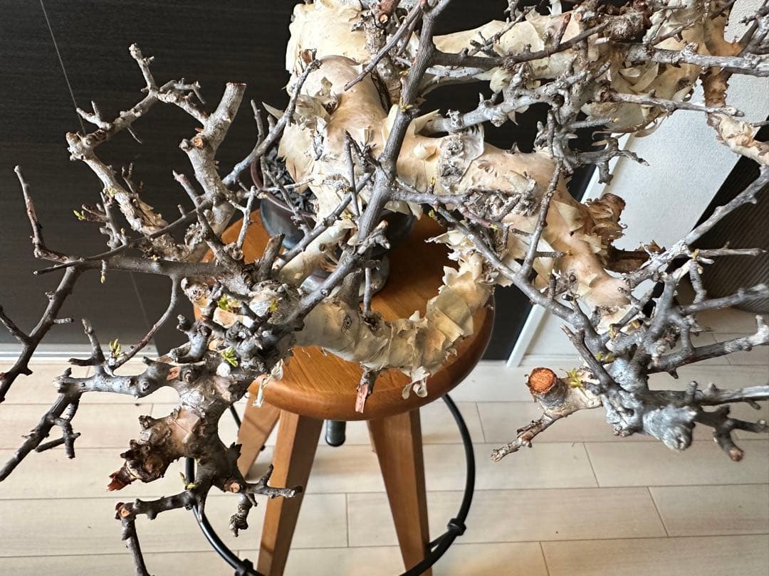 も*ま様 コミフォラ ピュア カタフ 超特大株