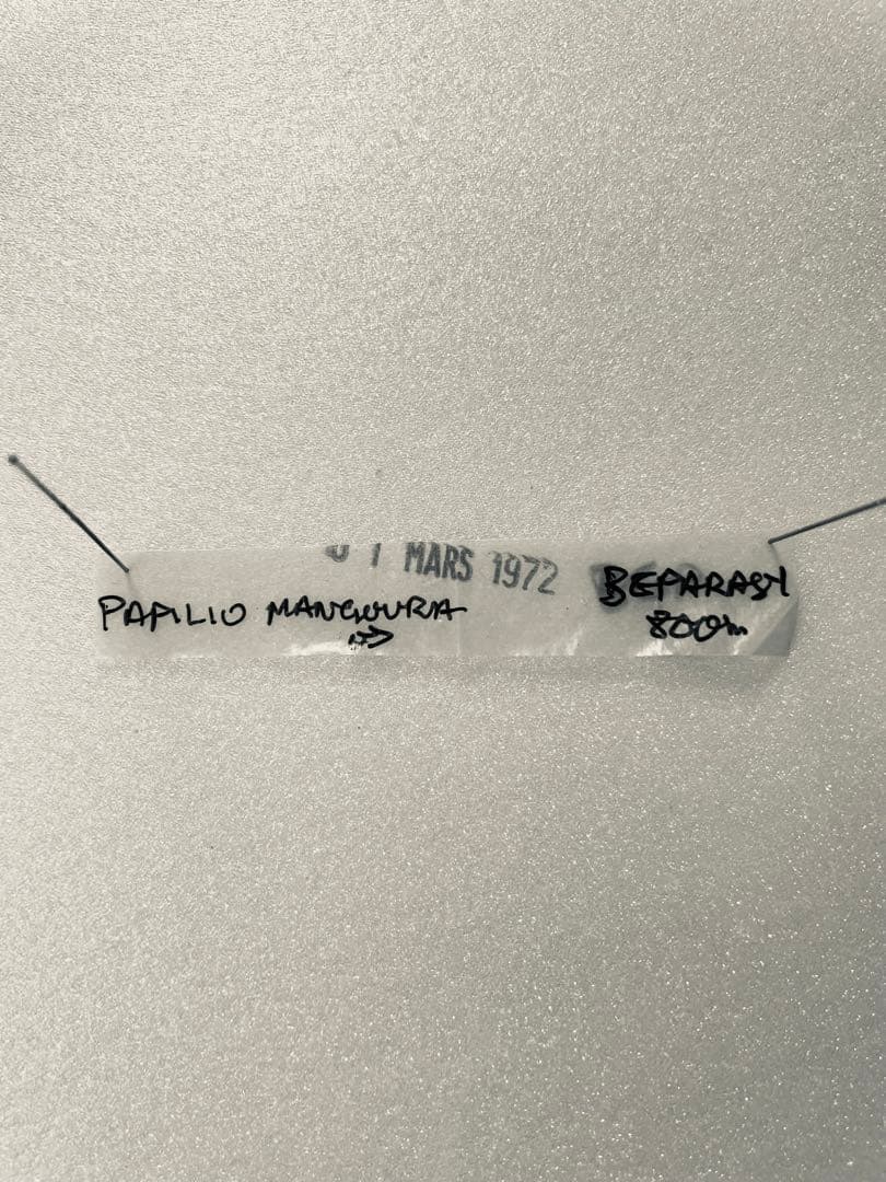 【1ペア】マンゴーラアゲハ（マダガスカル産）