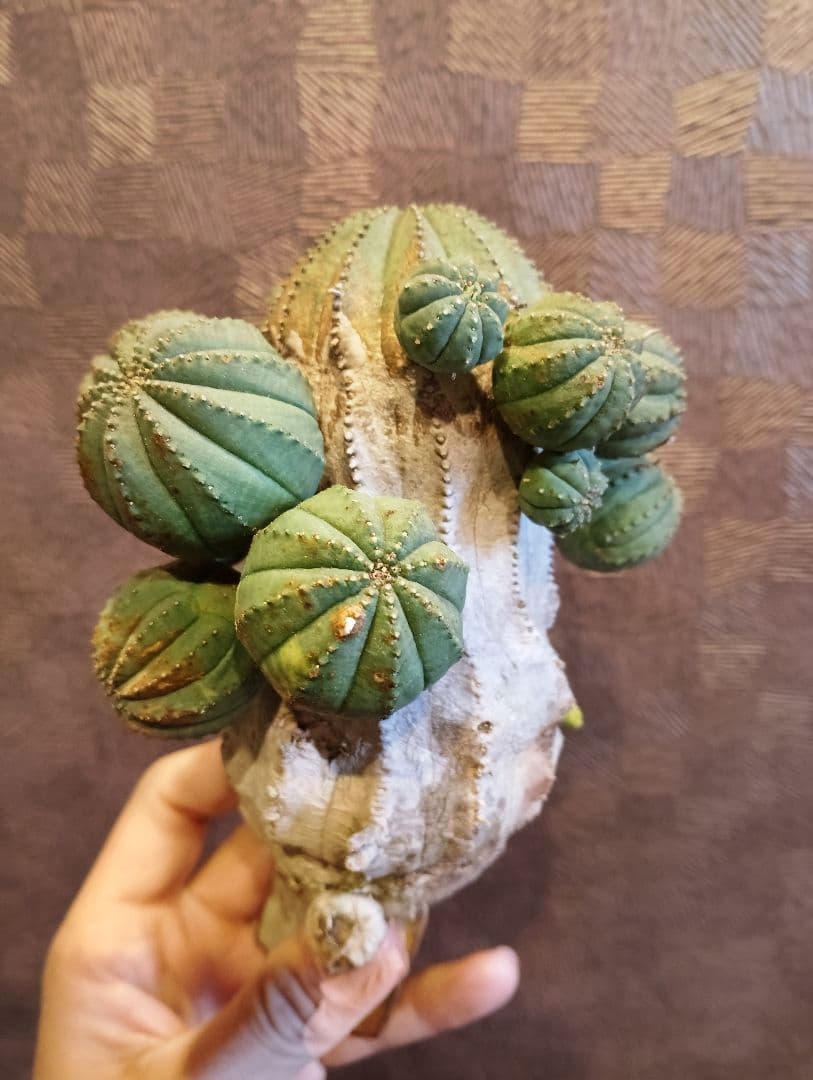 特選 特大 木質化 ユーフォルビア オールド オベサ 斑入り 子株付き