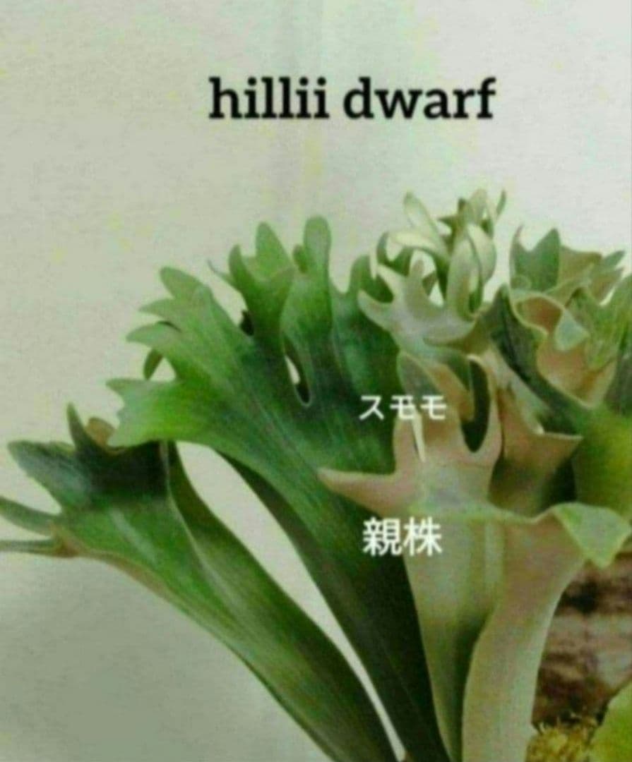 hillii dwarf 株分　NO.7 ヒリードワーフ ビカクシダ