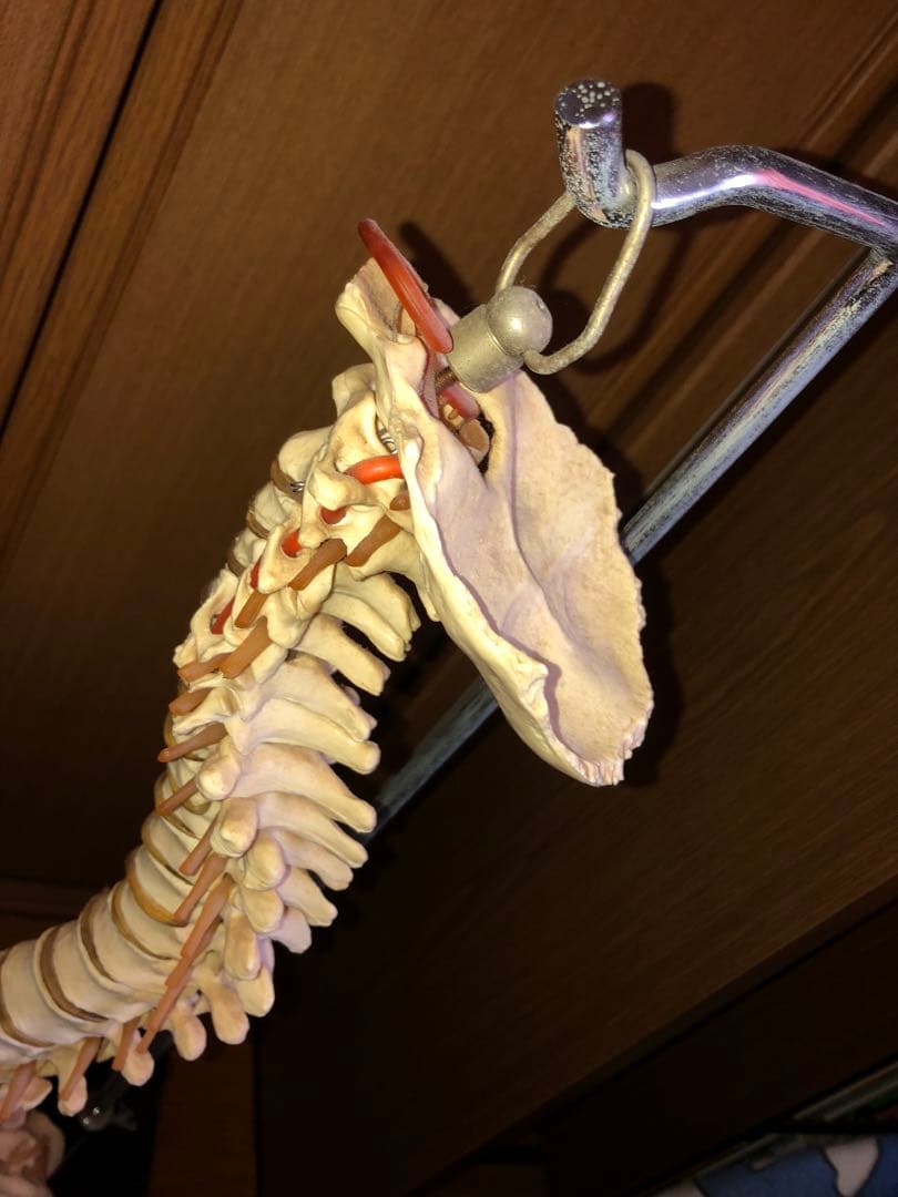 背骨　骨模型　スタンド付き