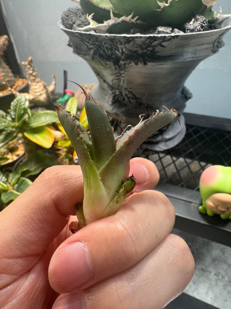 ア*ン様 アガベ・チタノタ・【特選】オテロイ　実生選抜株