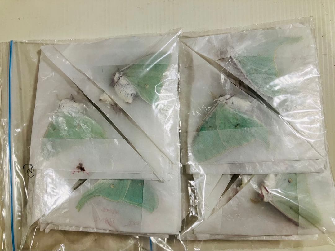 【03】オオミズアオ、オナガミズアオセット