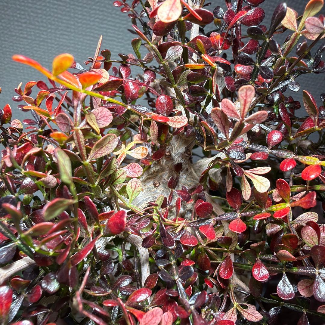 12/4更新　オペルクリカリアパキプス　実生6年目　パキプス　塊根植物　鉢ごと