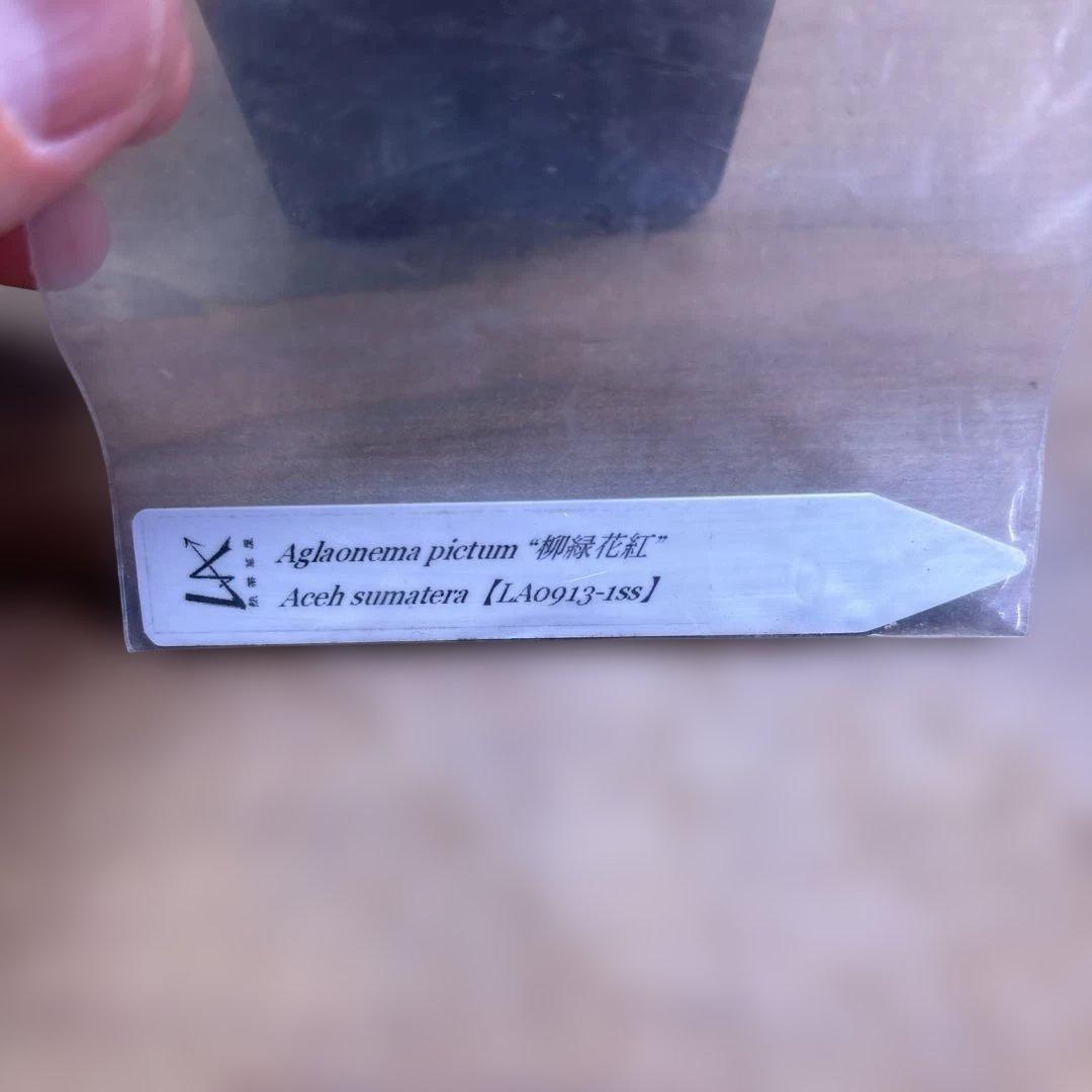 LA便正規タグ付き 柳緑花紅 アグラオネマピクタム【LA0913-1SS】