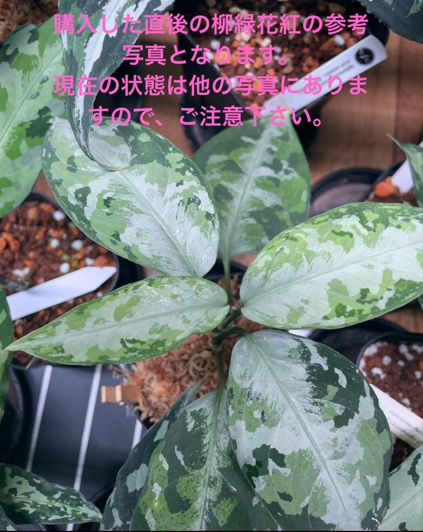 LA便正規タグ付き 柳緑花紅 アグラオネマピクタム【LA0913-1SS】