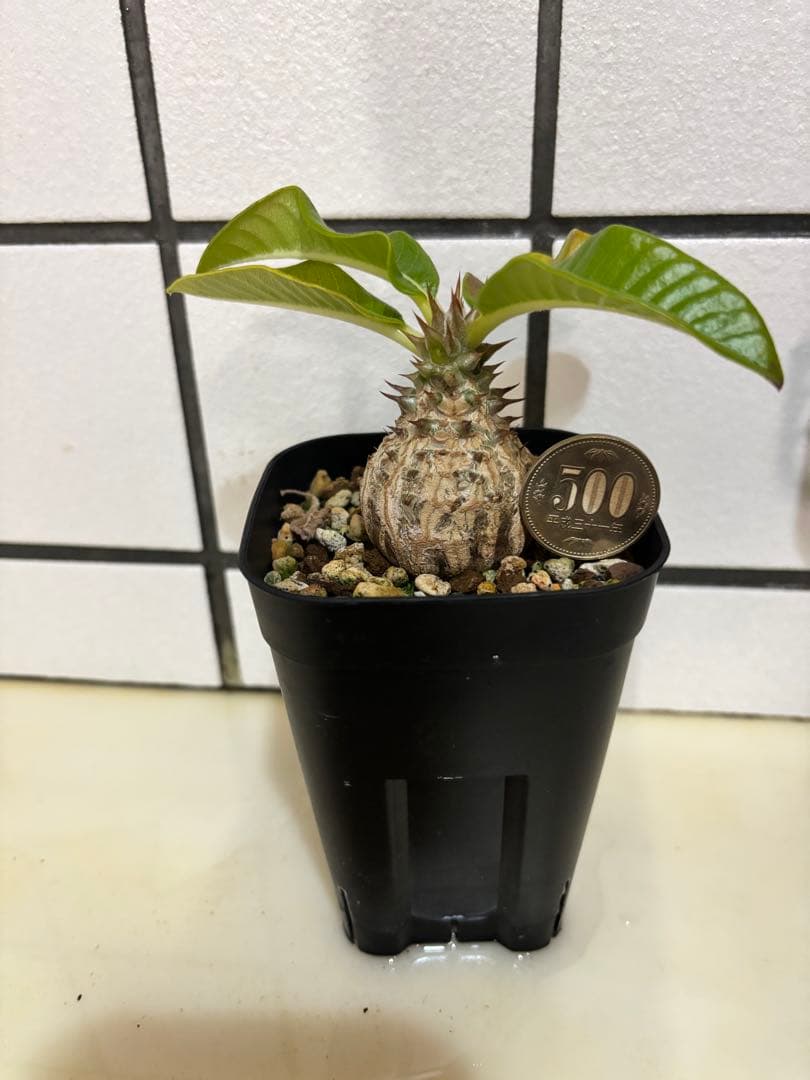 ウィンゾリー　実生株　良型