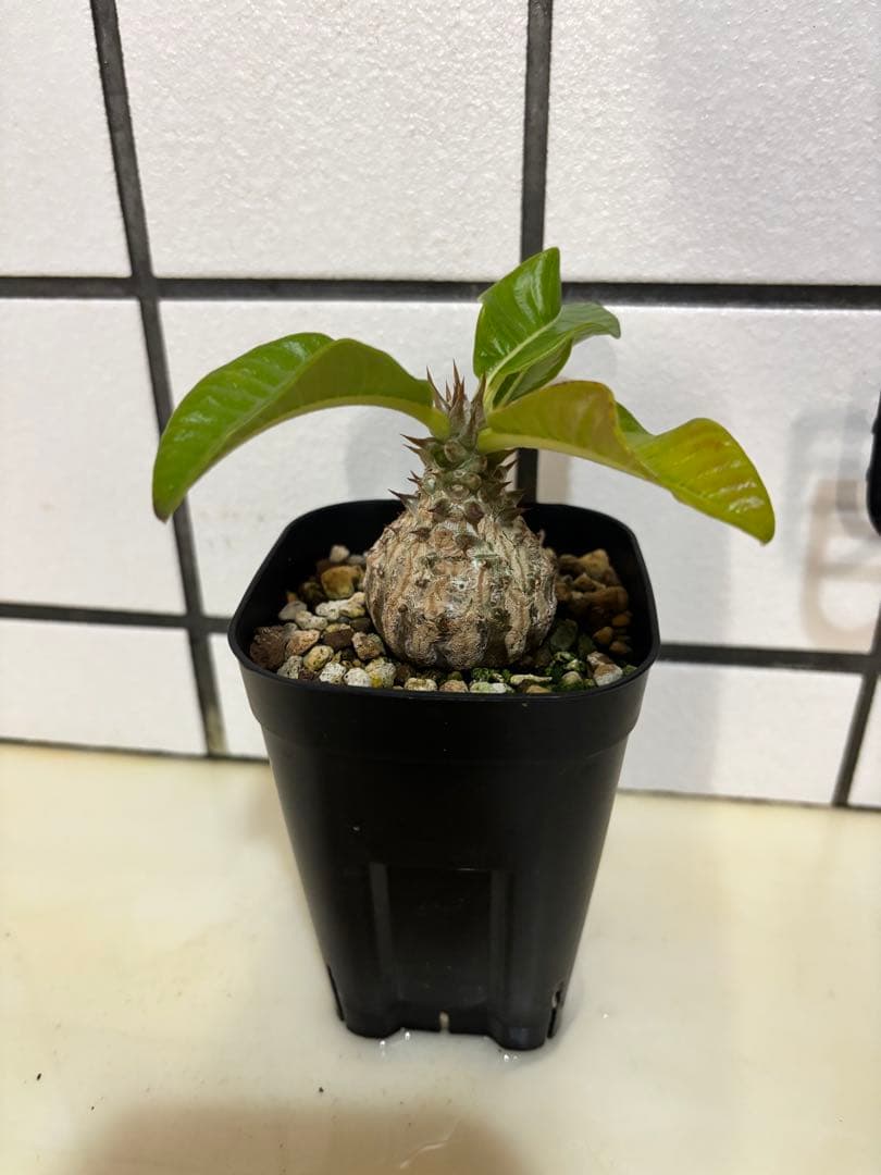 ウィンゾリー　実生株　良型