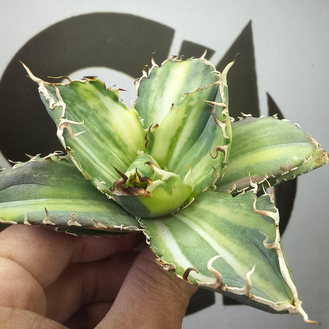 929【上澳園芸】 アガベ チタノタ 白鯨錦（永久斑） 縞斑錦