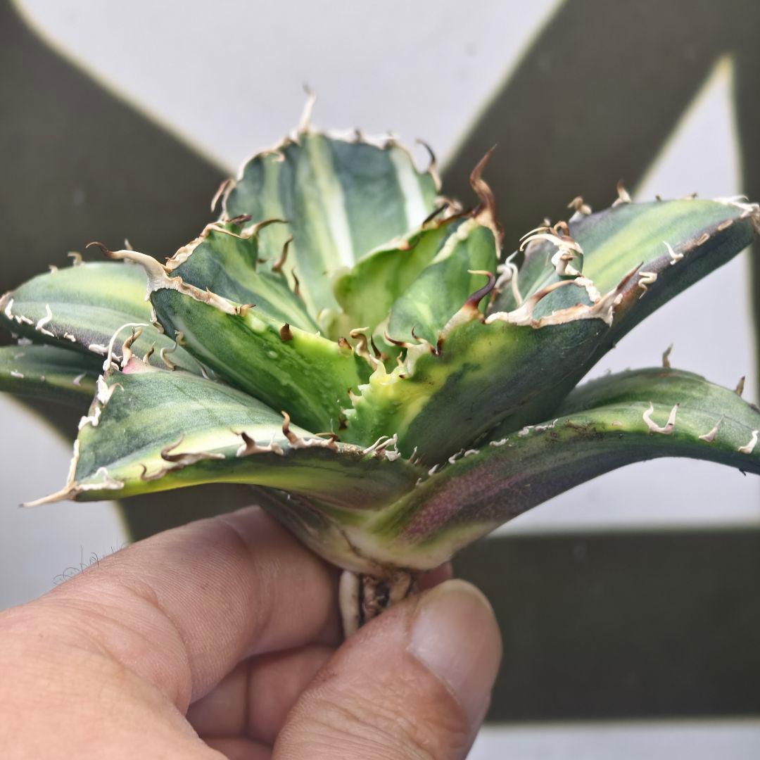 929【上澳園芸】 アガベ チタノタ 白鯨錦（永久斑） 縞斑錦