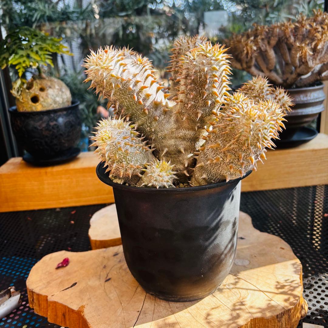 短期間限定超特価！ 長期管理株 実生 パキポディウム デンシカウレ 恵比寿大黒