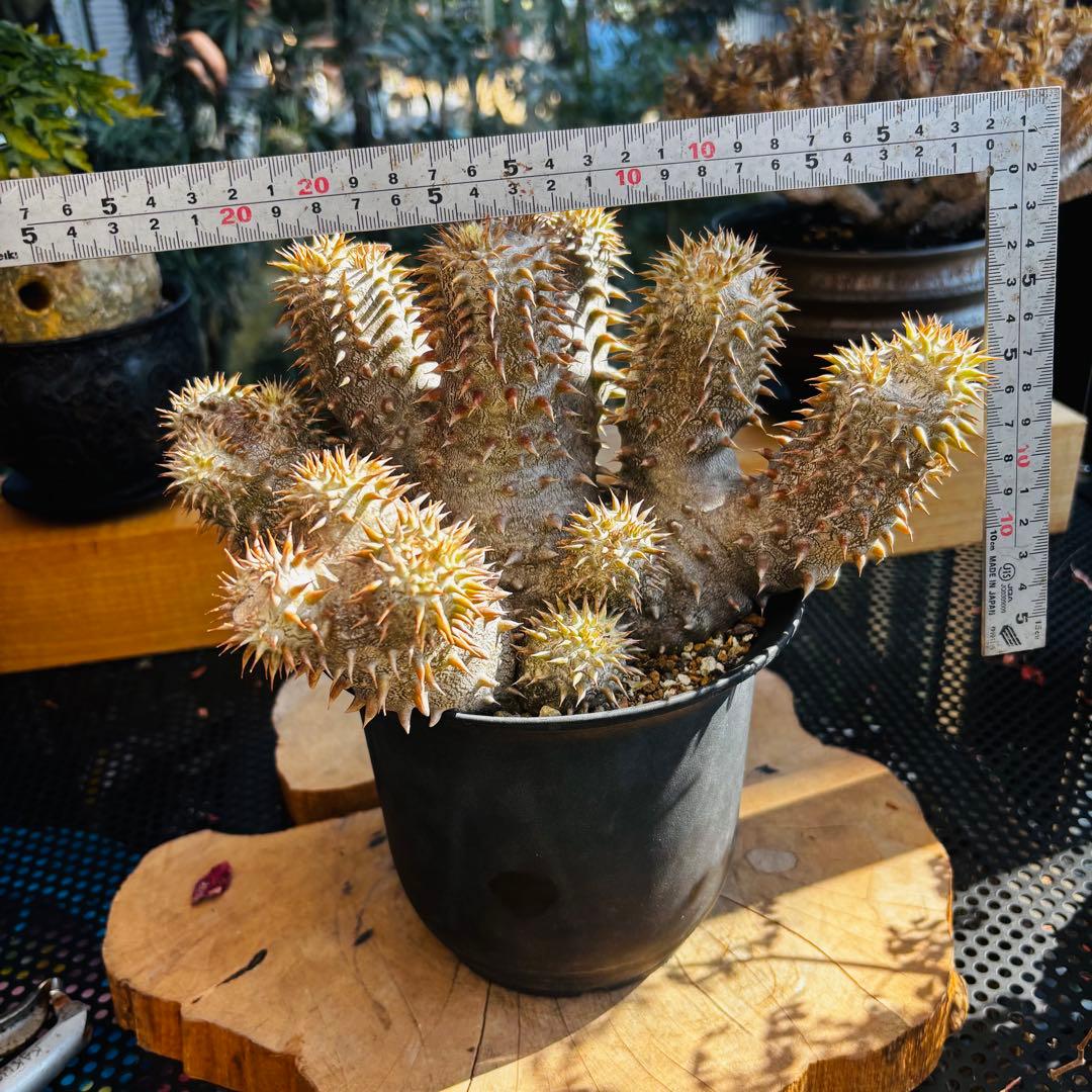 短期間限定超特価！ 長期管理株 実生 パキポディウム デンシカウレ 恵比寿大黒