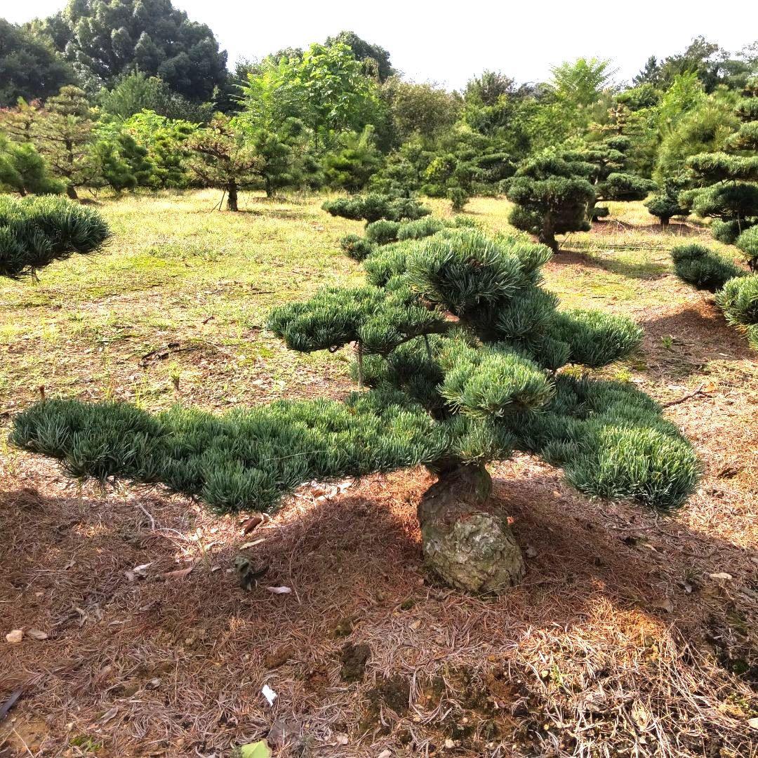 八房 五葉松 鉢植えサイズ ◆ 引き取り限定価格❗️