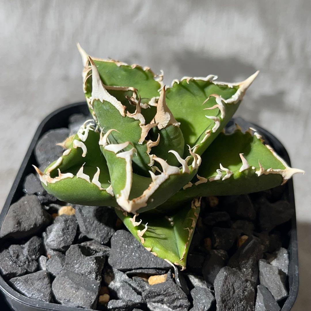 【大白鯊】※おまけ付※アガベ 発根済みプラ鉢込