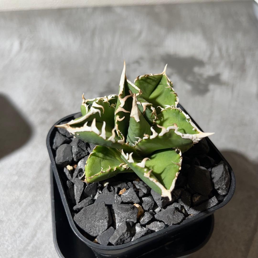 【大白鯊】※おまけ付※アガベ 発根済みプラ鉢込