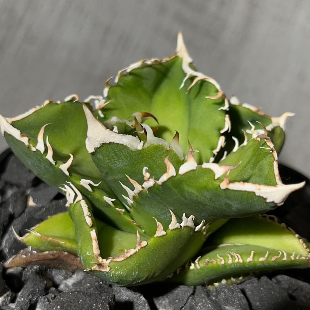 【大白鯊】※おまけ付※アガベ 発根済みプラ鉢込