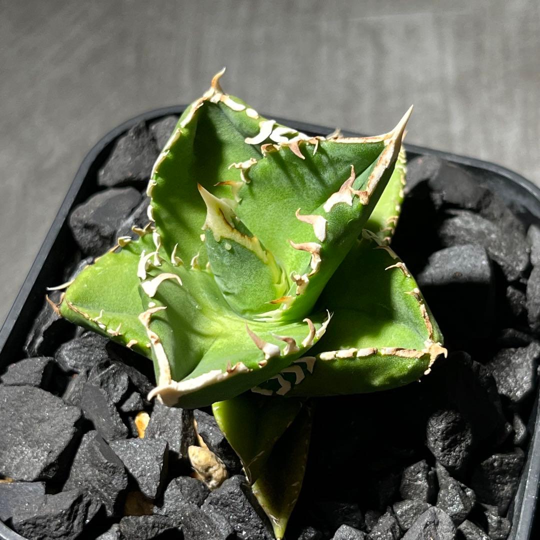 【大白鯊】※おまけ付※アガベ 発根済みプラ鉢込