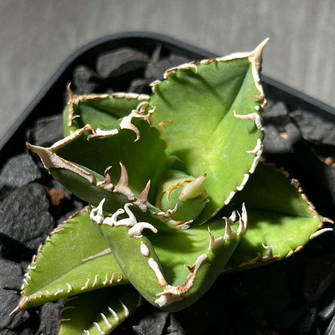 【大白鯊】※おまけ付※アガベ 発根済みプラ鉢込