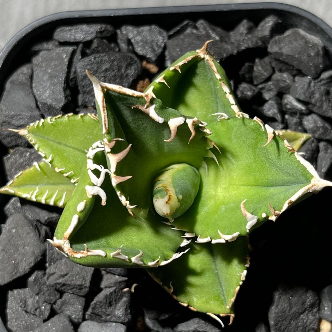 【大白鯊】※おまけ付※アガベ 発根済みプラ鉢込