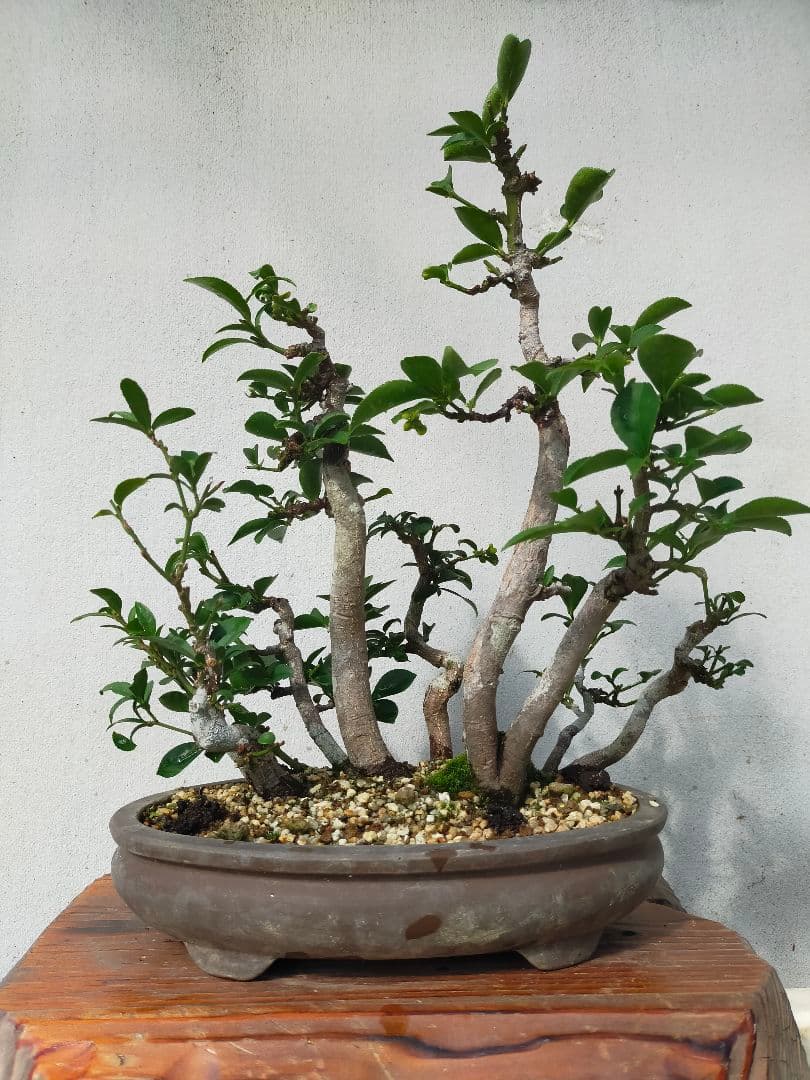 小真弓盆栽。寄せ植え９本。