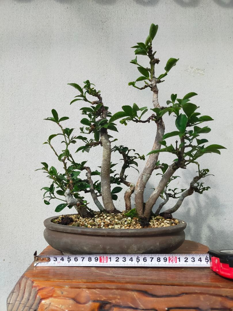 小真弓盆栽。寄せ植え９本。