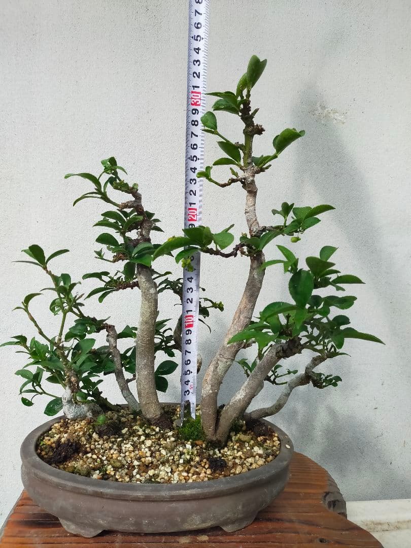 小真弓盆栽。寄せ植え９本。