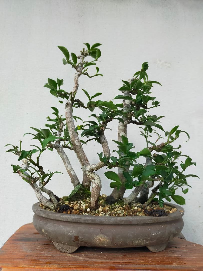 小真弓盆栽。寄せ植え９本。