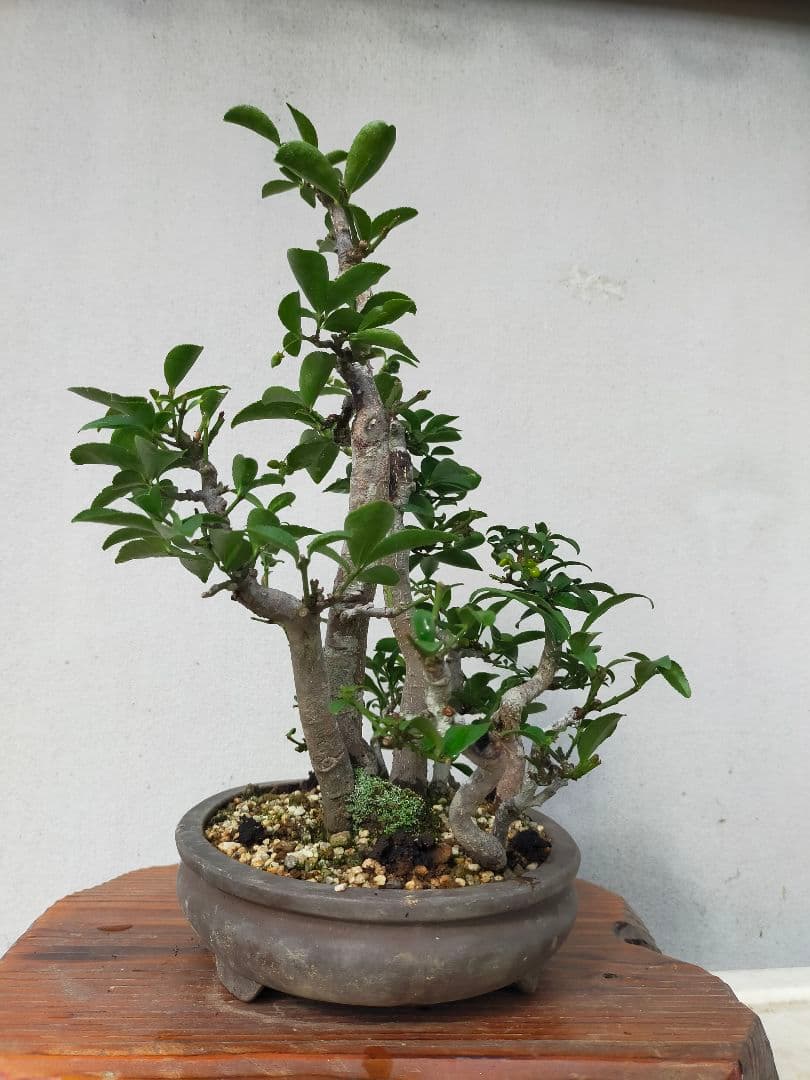 小真弓盆栽。寄せ植え９本。