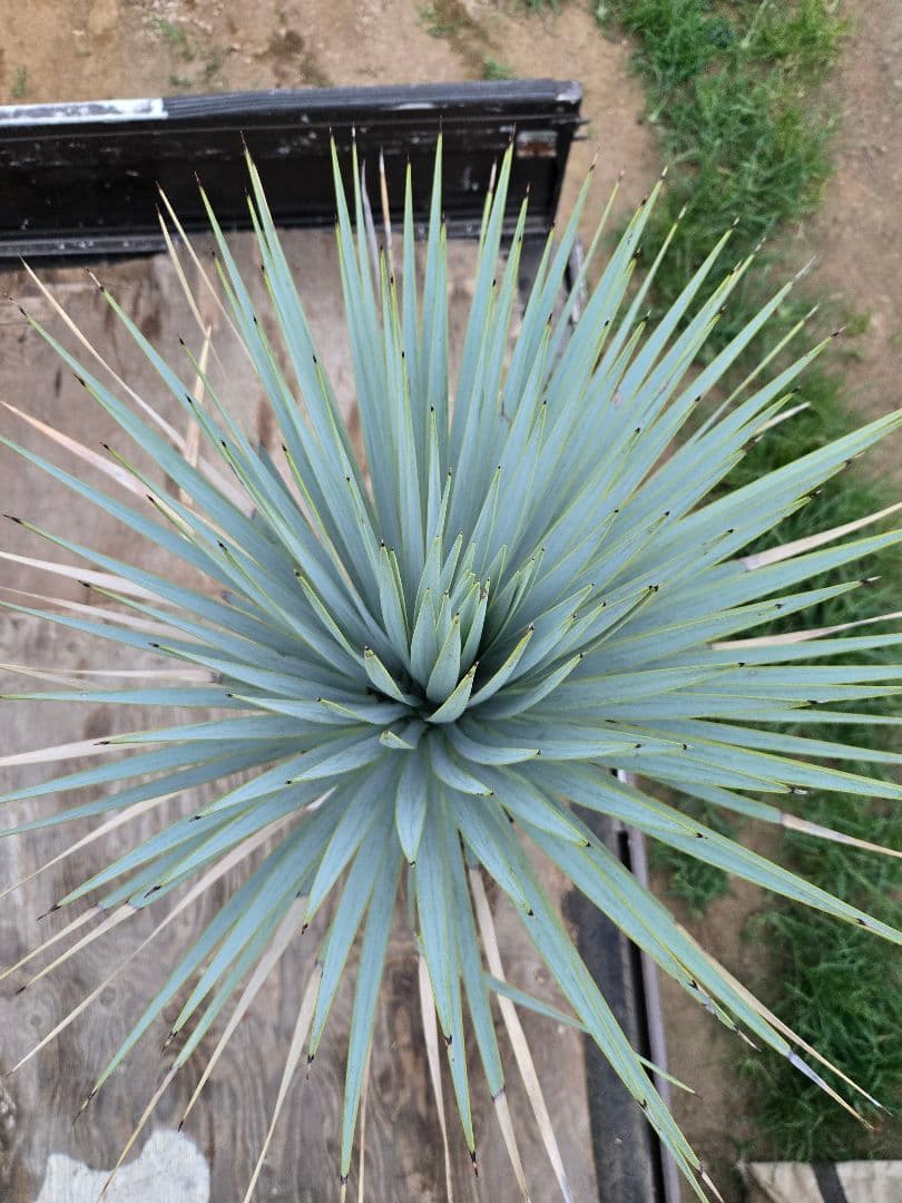 ハイブリッドユッカ　マルデヌベスvarロスト　発根済み株