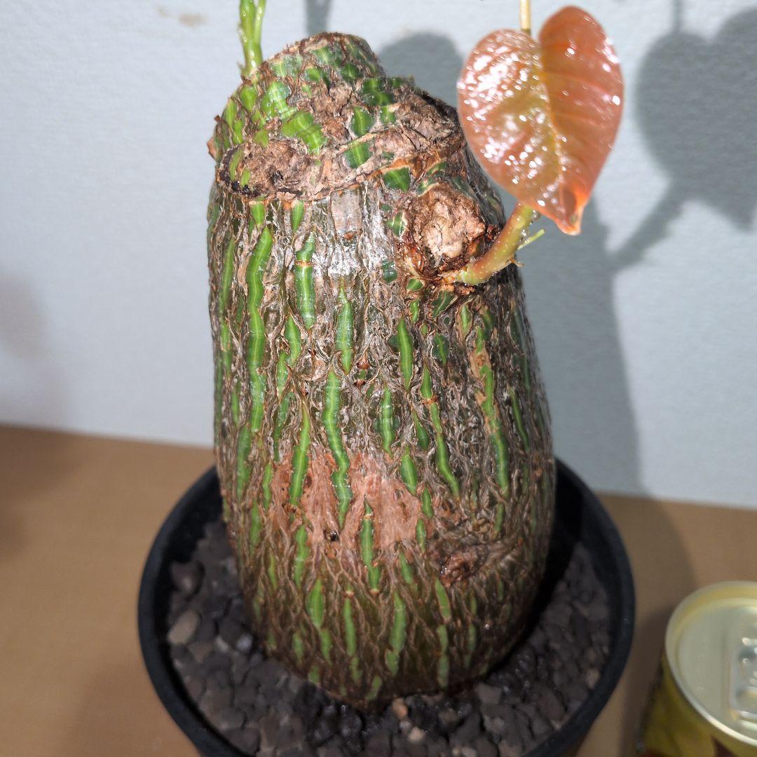 ボンバックス　エリプティクム　美株 （鉢付き）