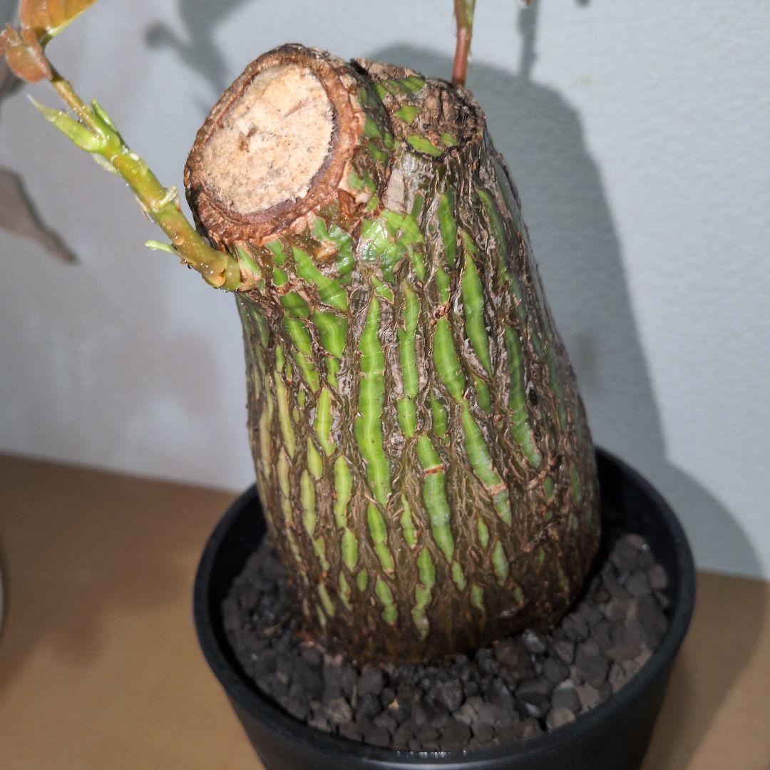 ボンバックス　エリプティクム　美株 （鉢付き）