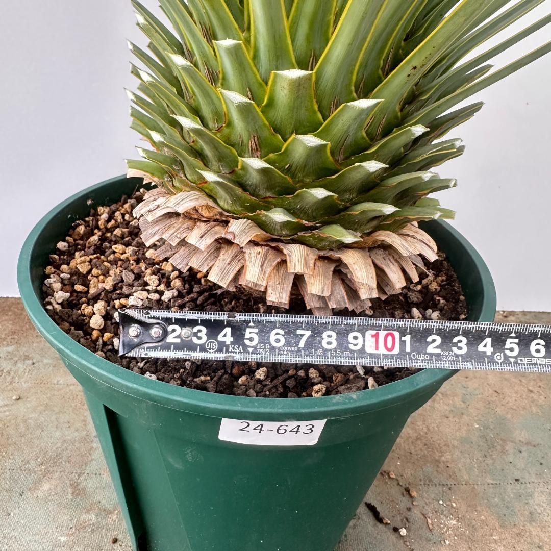 ユッカ　ロストラータ【24-643】超美形　シルバーブルー