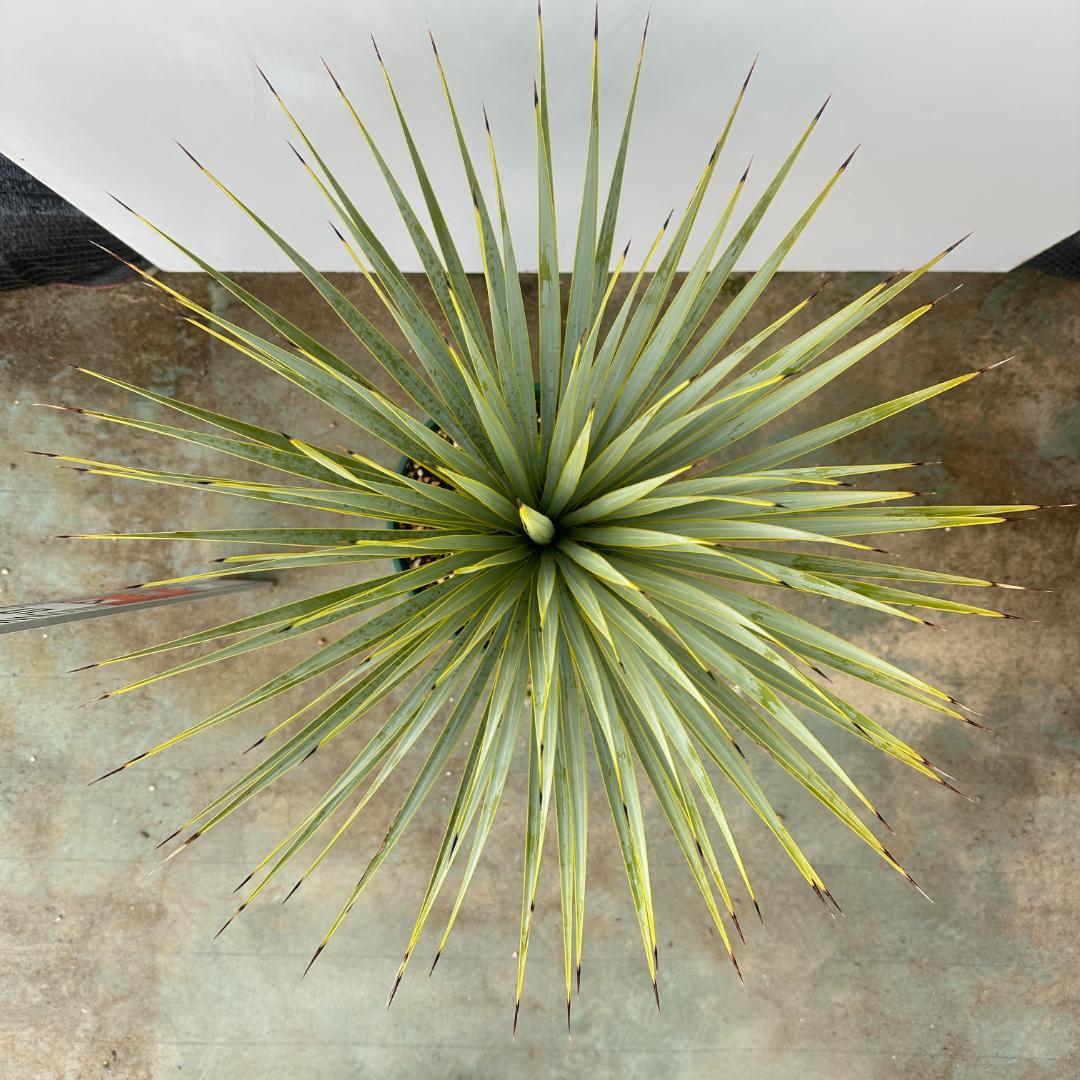 ユッカ　ロストラータ【24-643】超美形　シルバーブルー