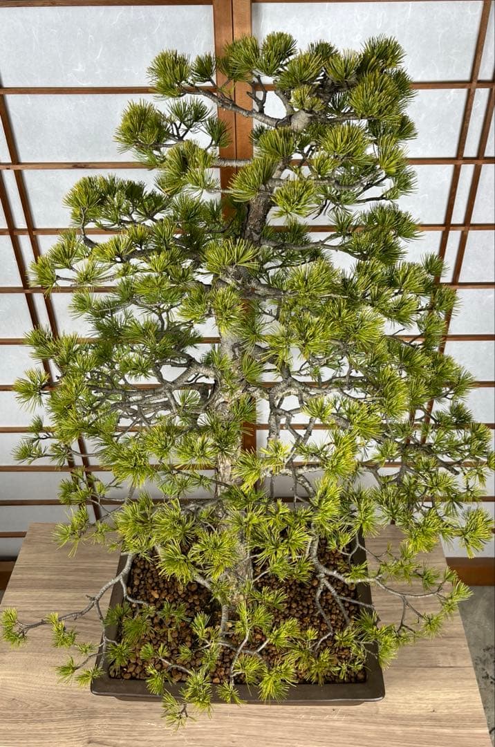 那須五葉松(なすごようまつ) 模様木 盆栽 素材