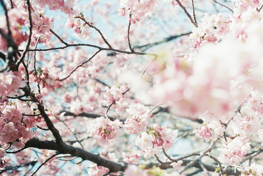 OM-1　フィルムカメラ　OLYMPUS