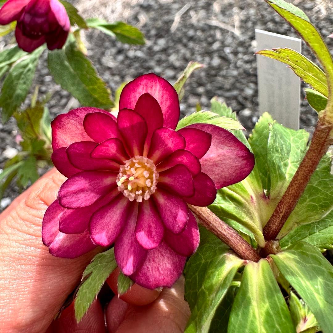 クリスマスローズ　ミスティーク×紅　交配苗　大木ナーサリー