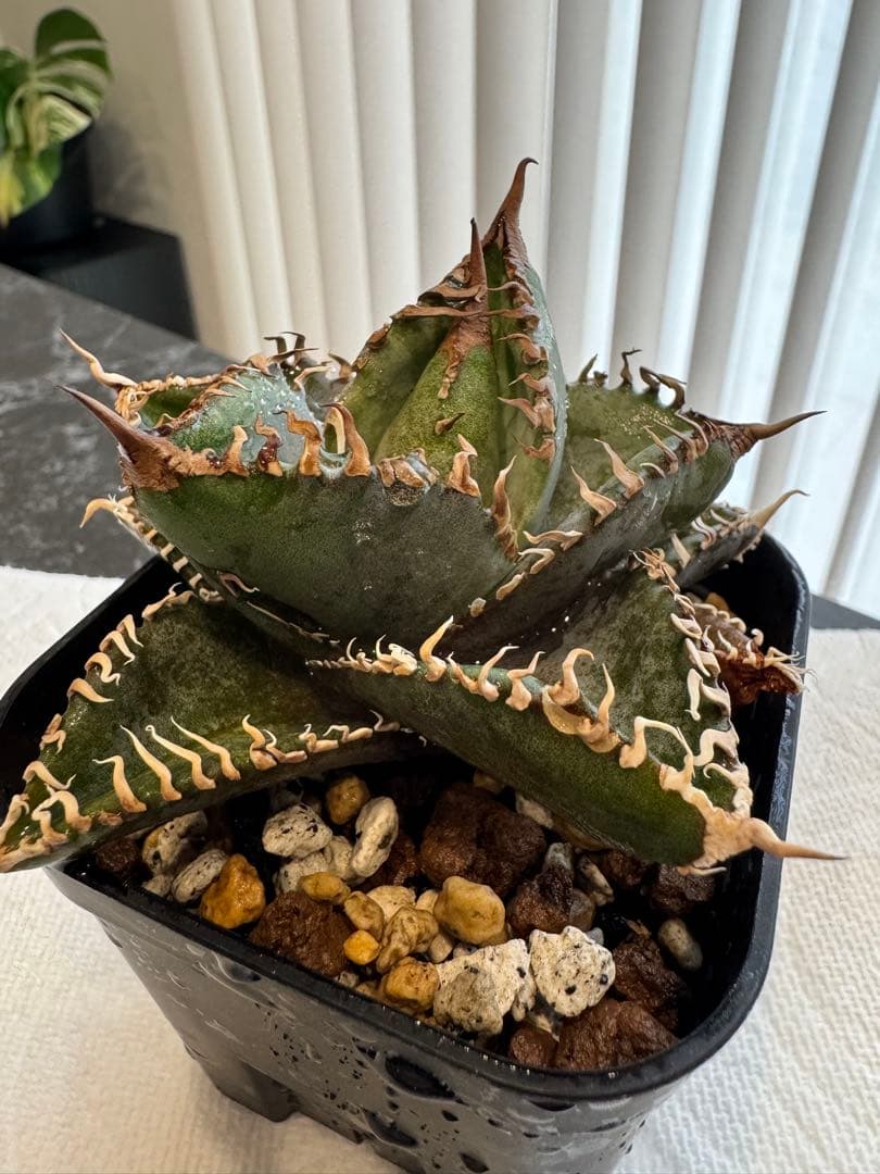 【極上美株】アガベ　チタノタ　金剛　キングコング