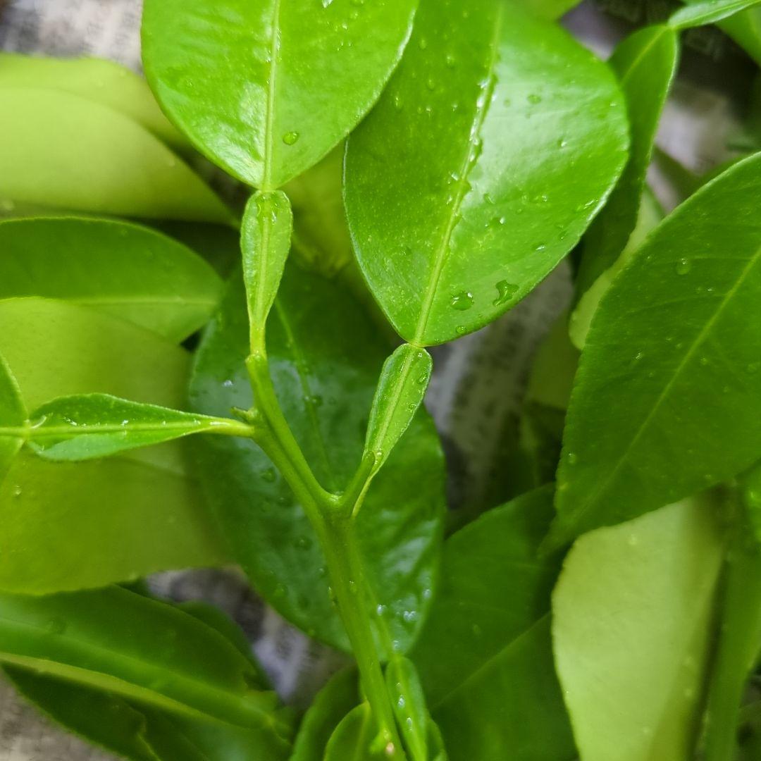 アゲハ　エサ　柚子の葉　無農薬