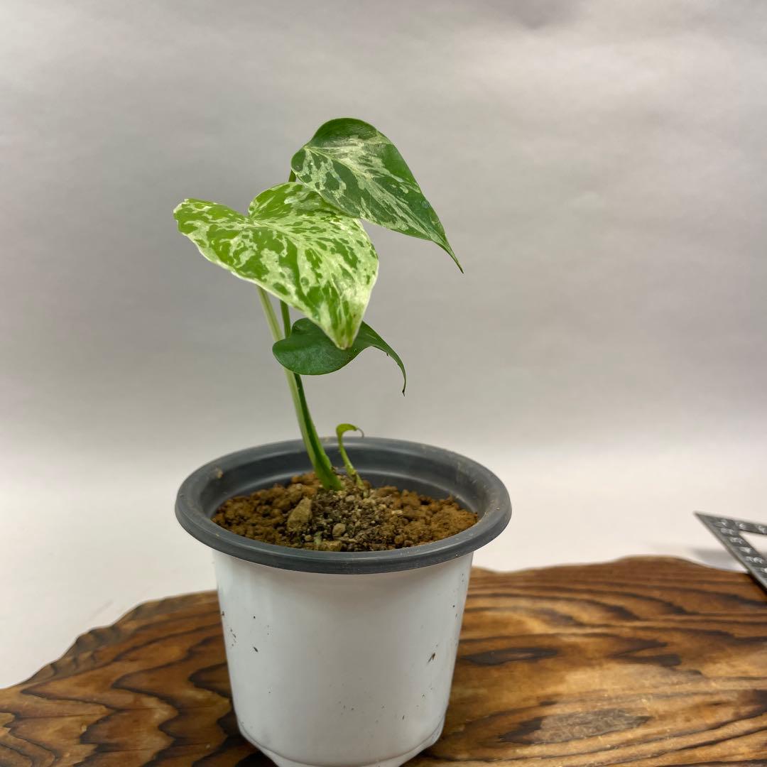 ロ*ィ様 lsw640品種保証！Bulbasaurモンステラ・フシギダネ　順化済