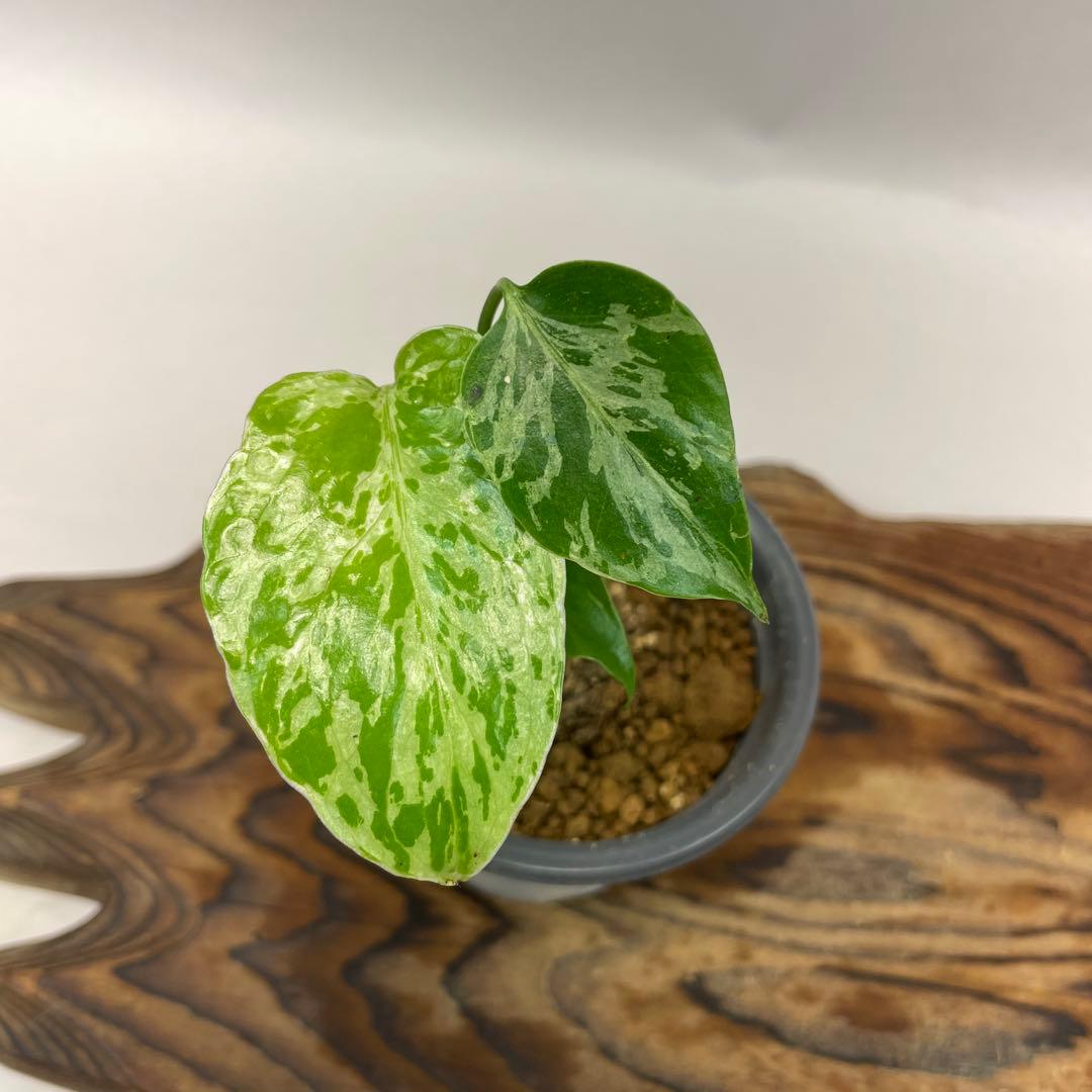 ロ*ィ様 lsw640品種保証！Bulbasaurモンステラ・フシギダネ　順化済