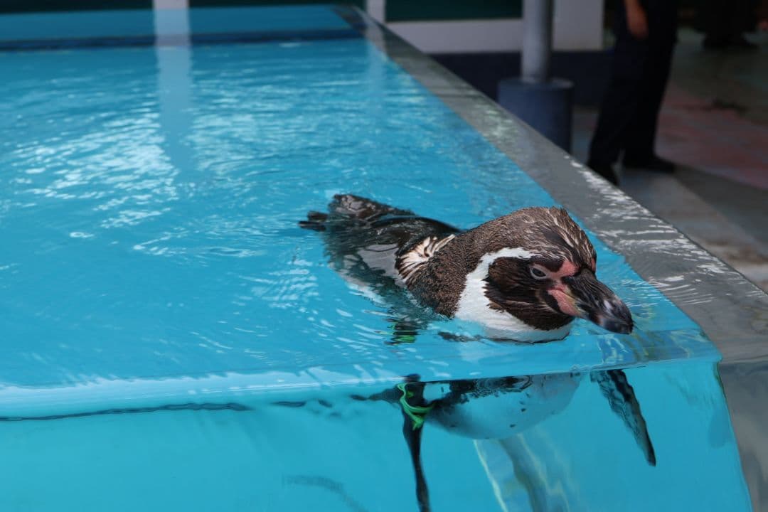 レンズ(単焦点) canon RF35mm F1.8 MACRO IS STM